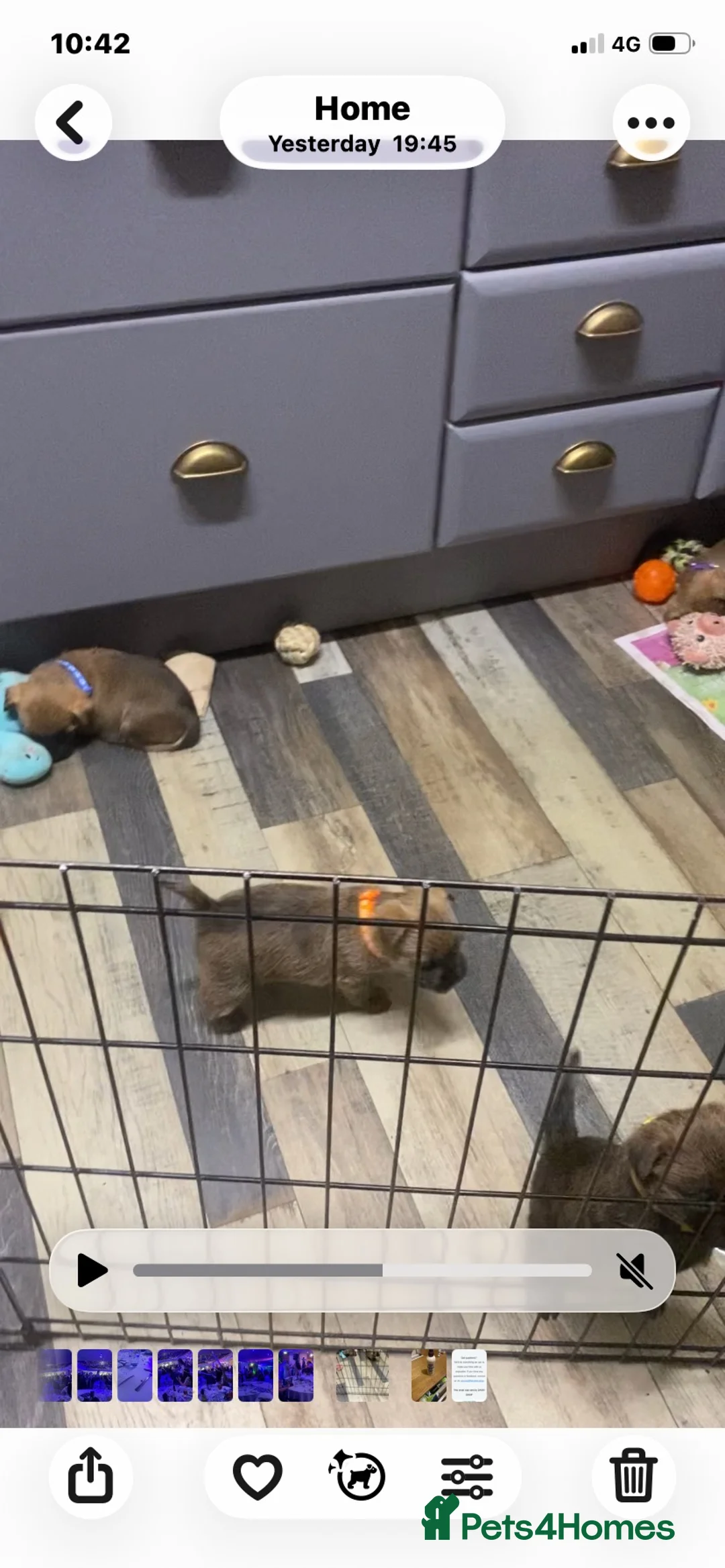 Cairn Terrier dogs for sale: Beautiful cairn terrier puppies - Advert 2