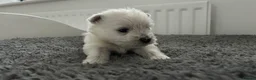 West Highland Terrier dogs for sale: Westies show quality pups ready 6.3.26 - Advert 13