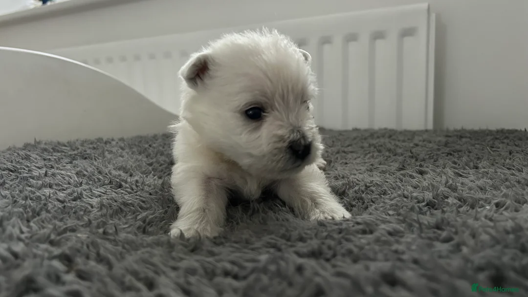 West Highland Terrier dogs for sale: Westies show quality pups ready 6.3.26 - Advert 13