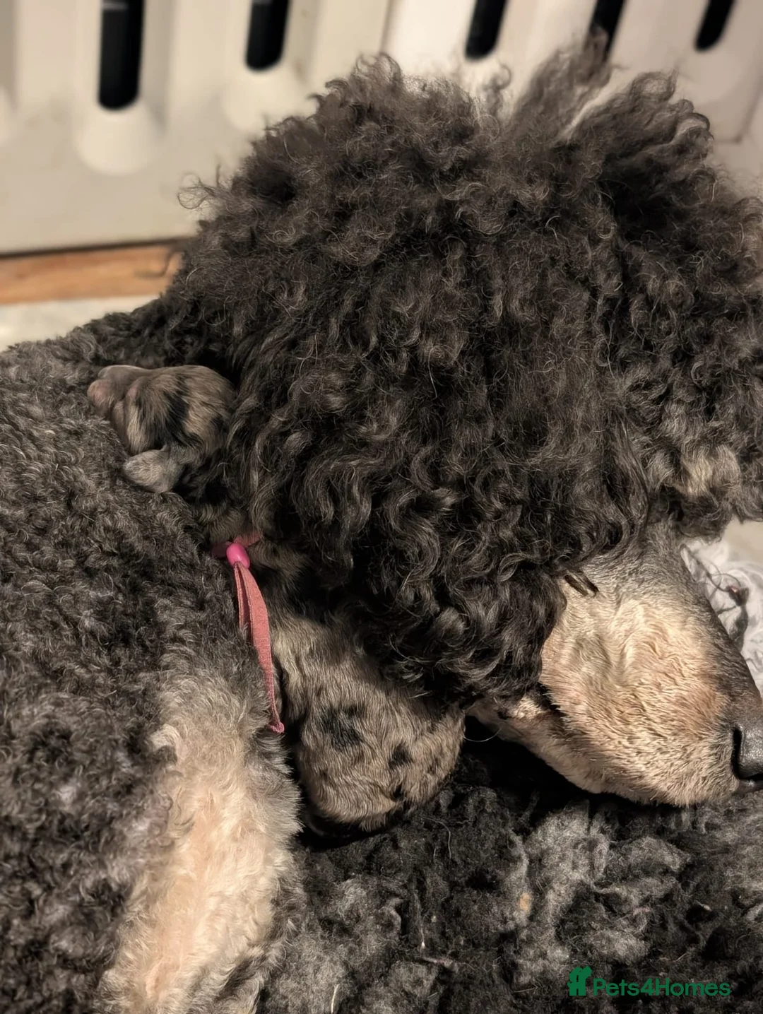 Goldendoodle dogs for sale: Unique goldendoodle puppies  - Advert 10