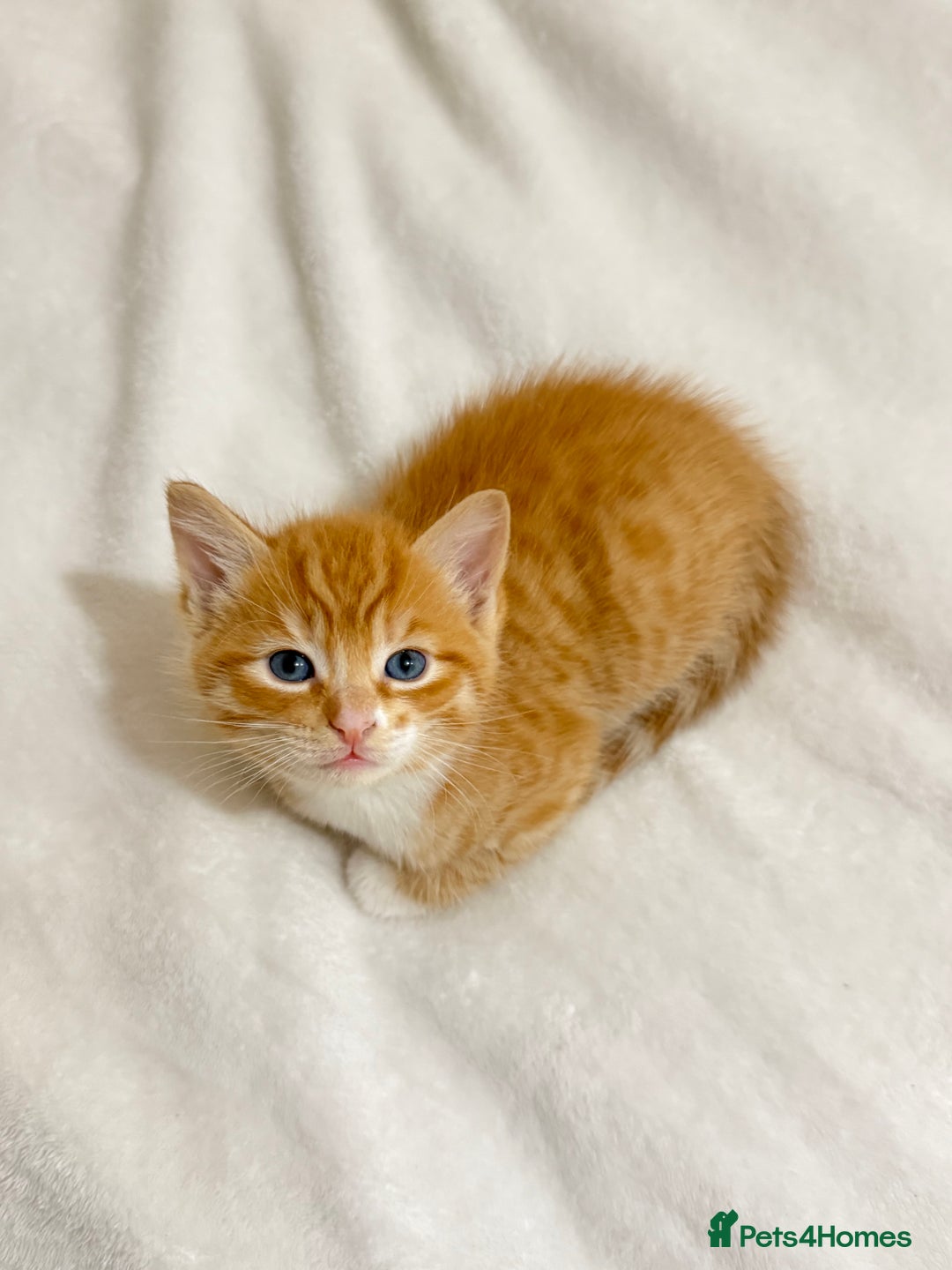 Ragdoll cats for sale: Ragdoll Mix Litter - Advert 12