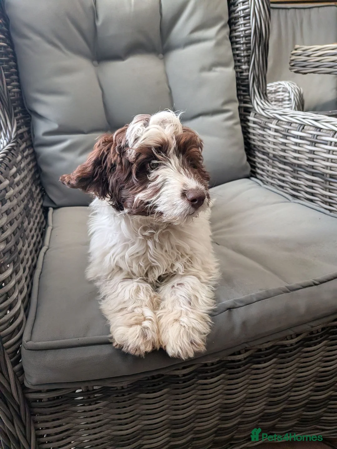 Cockapoo dogs for sale: Cockapoo puppys - Advert 1