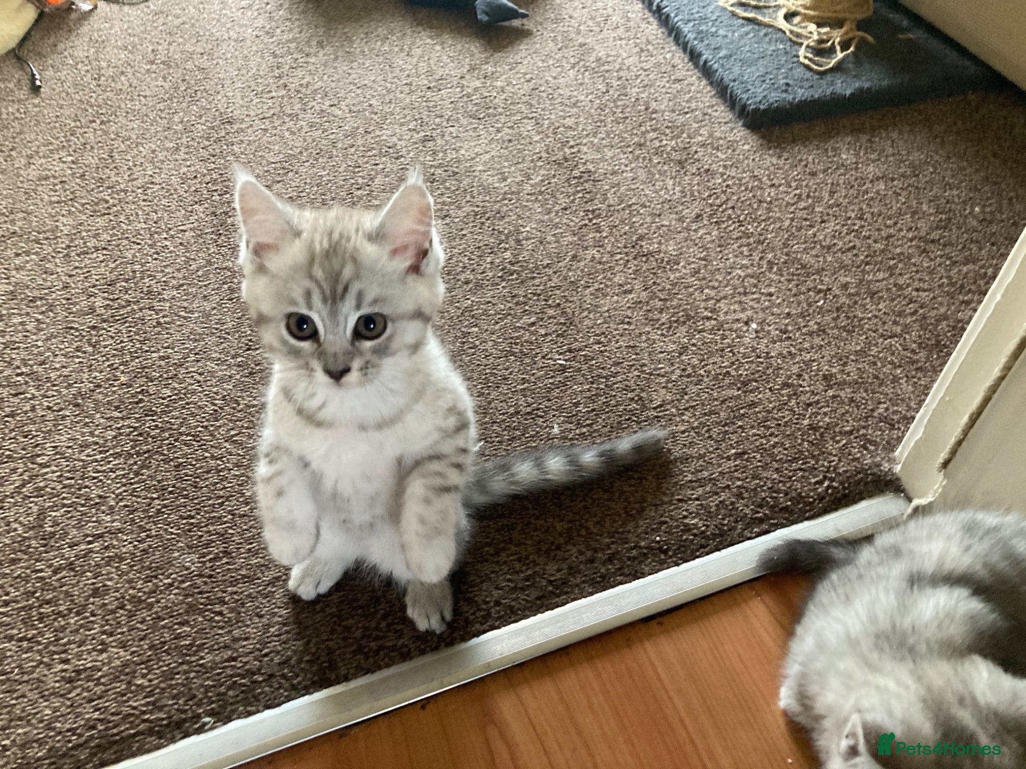 Mixed Breed cats for sale: Julie in Pontefract - Advert 7