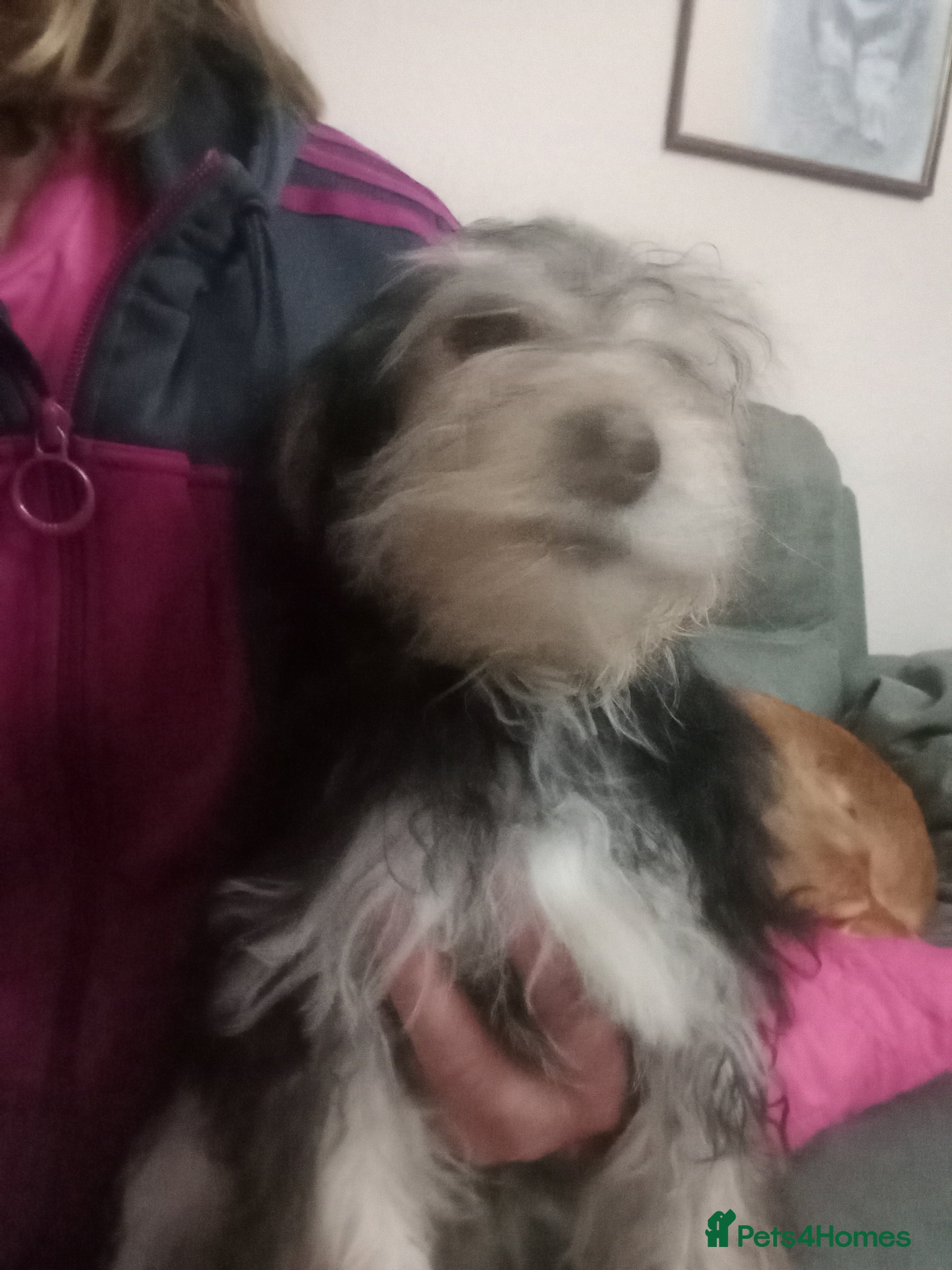 Mixed Breed dogs  Cockapoo x Jack Russell X2 left DNA clr Mum - Advert 17