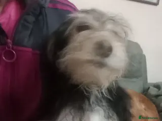 Mixed Breed dogs Cockapoo x Jack Russell X2 left DNA clr Mum - Advert 17