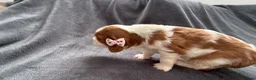 Cavalier King Charles Spaniel dogs for sale: Sweet RKCR Cavalier King Charles Spaniel Puppies - Advert 27