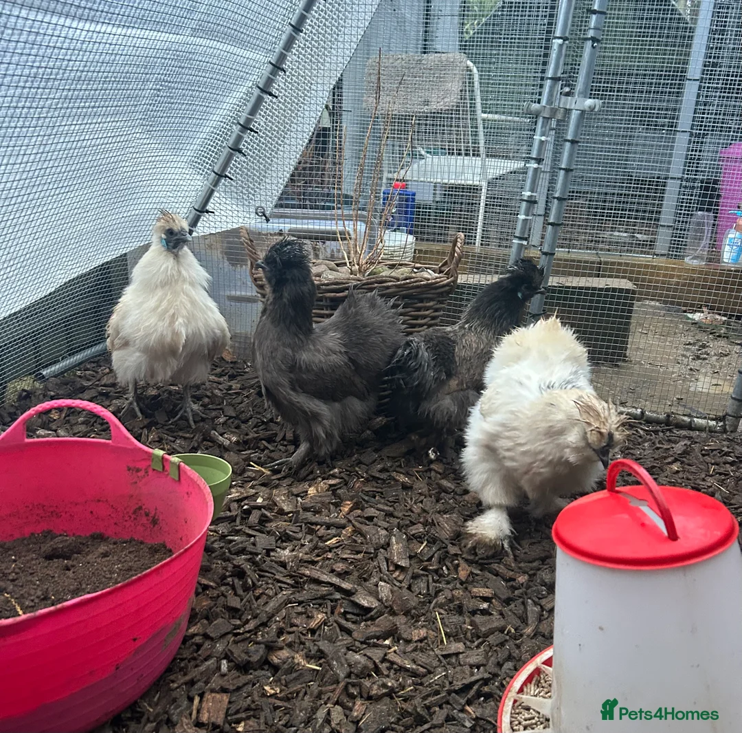 Chickens poultry for sale: POL Silkie Bantams For Sale - Advert 1
