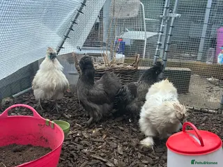Chickens poultry POL Silkie Bantams For Sale - Advert 11