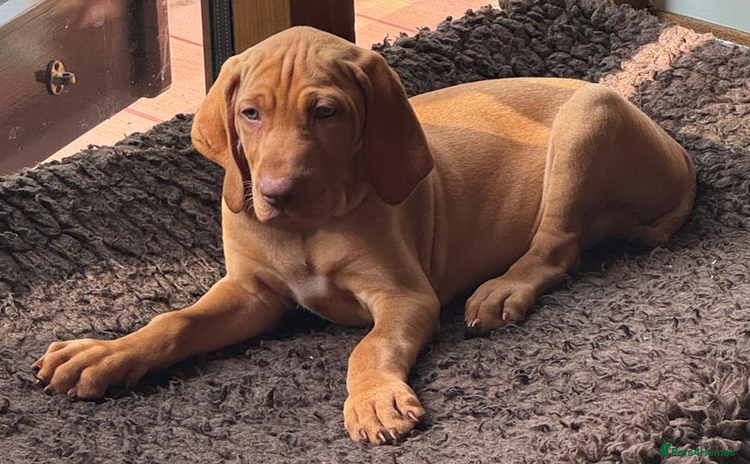 Hungarian Vizsla dogs in Thirsk - Advert 1