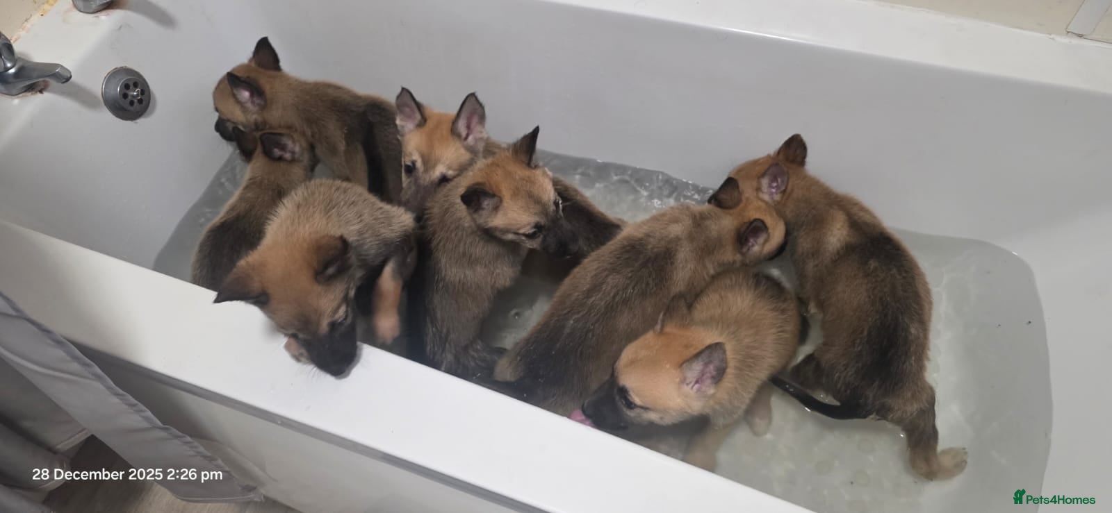Belgian Shepherd Dog dogs Stunning Belusky Puppies! Ready Now! - Advert 16
