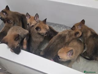 Belgian Shepherd Dog dogs Stunning Belusky Puppies! Ready Now! - Advert 2