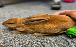 Rex rabbits for sale: gentle & playful purebred mini rex  - Image 4