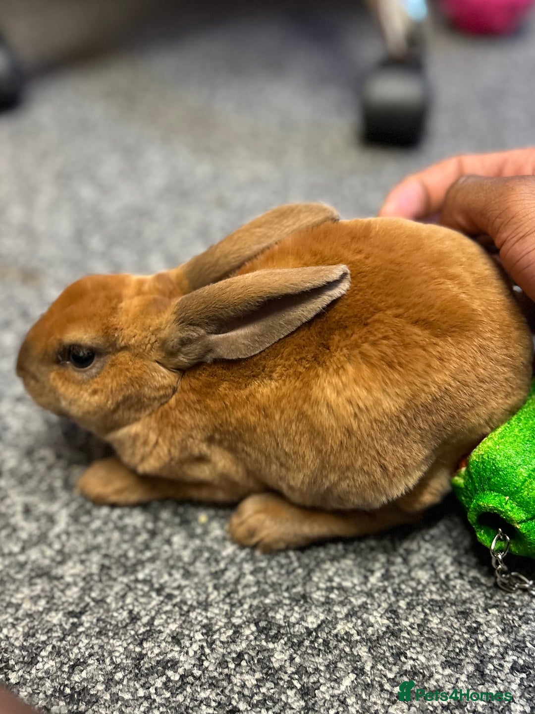 Rex rabbits for sale: gentle & playful purebred mini rex  - Image 4