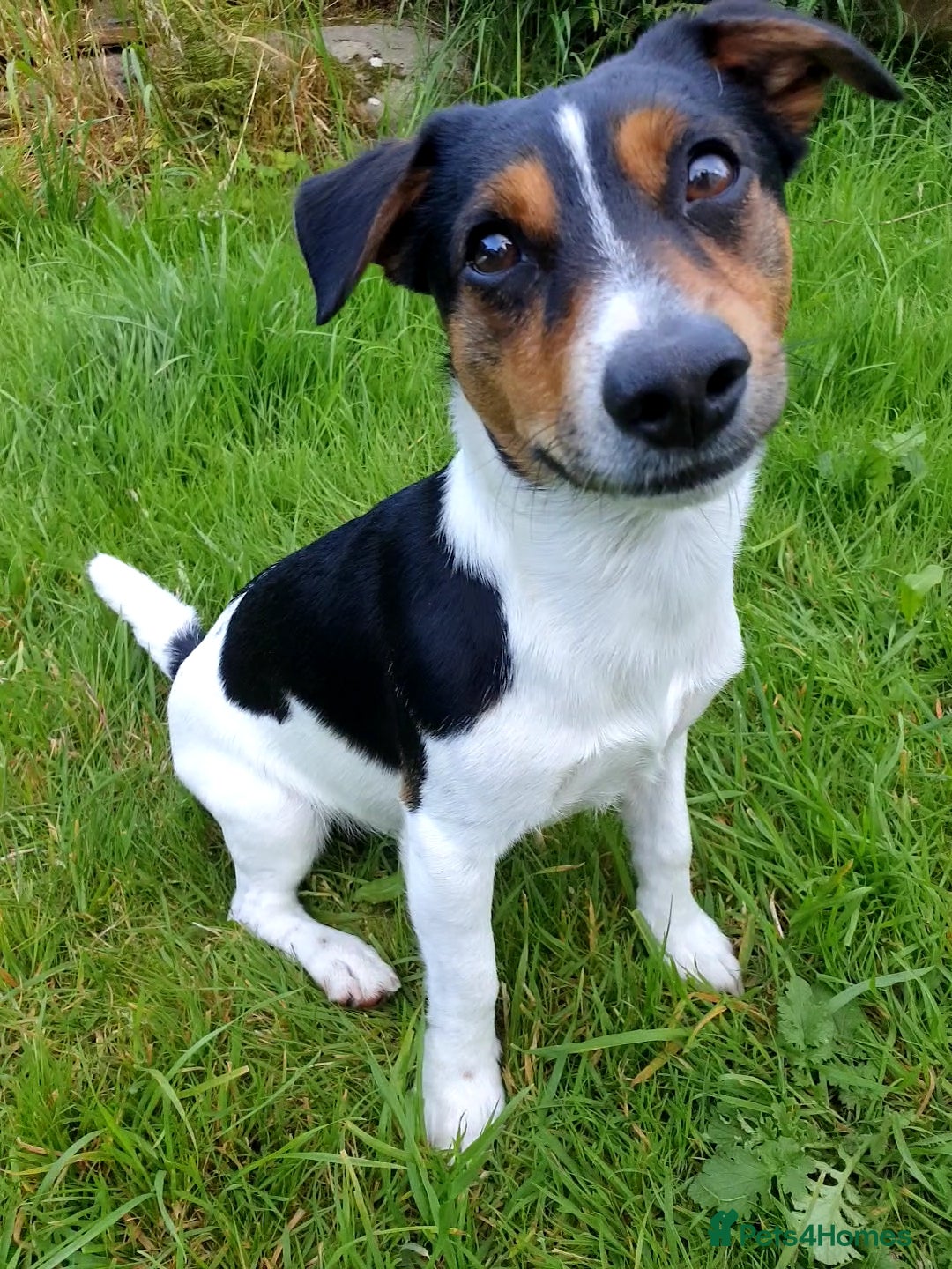 Jack Russell dogs Chip (the stud) - Advert 1
