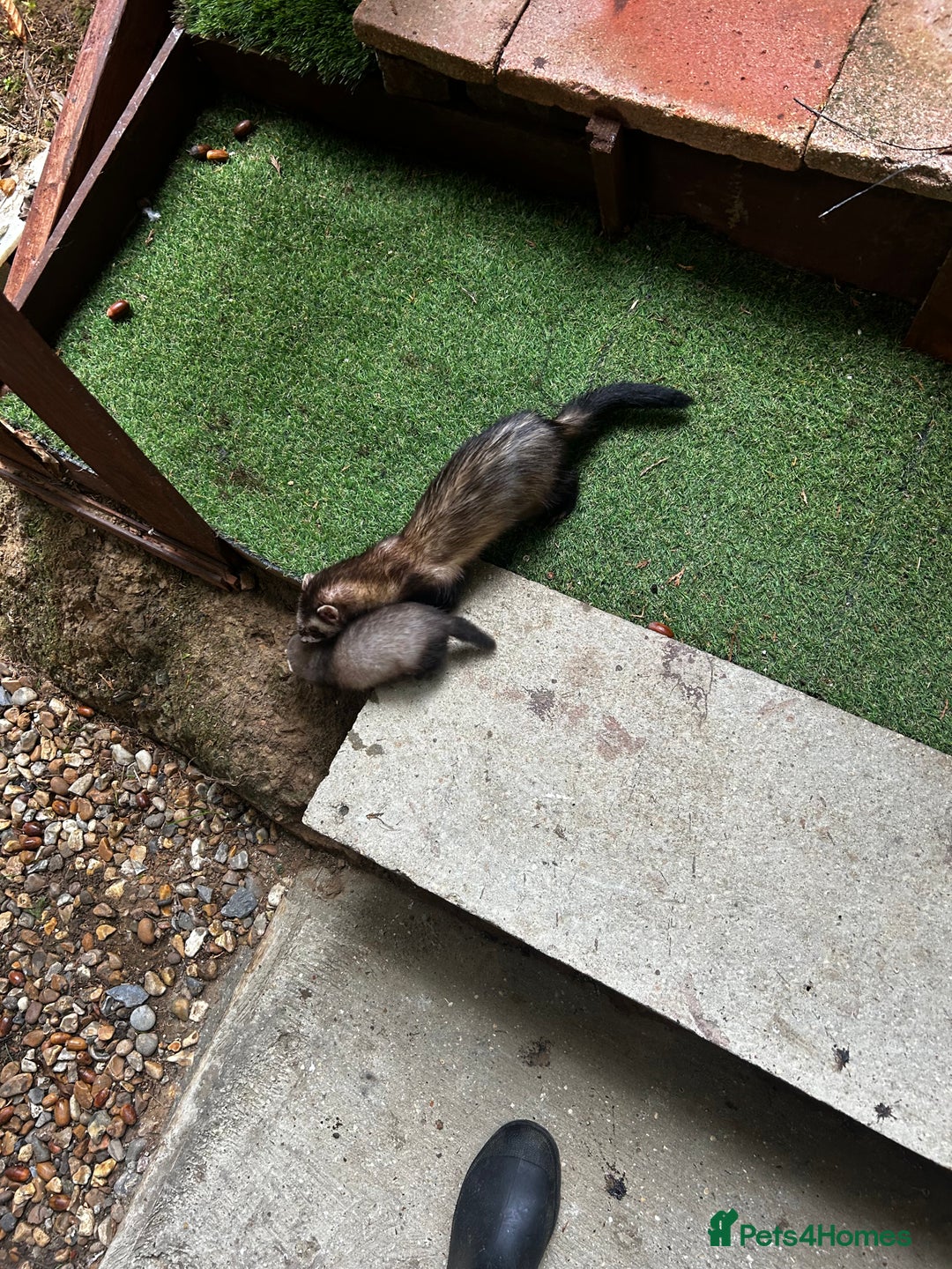 Ferret rodents for sale: Baby Ferrets - Image 5