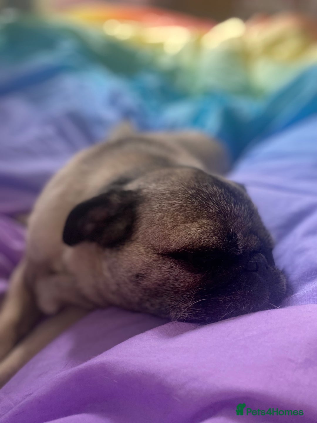 Pug dogs for sale: The sweetest 8 year old Female Pug  - Advert 9