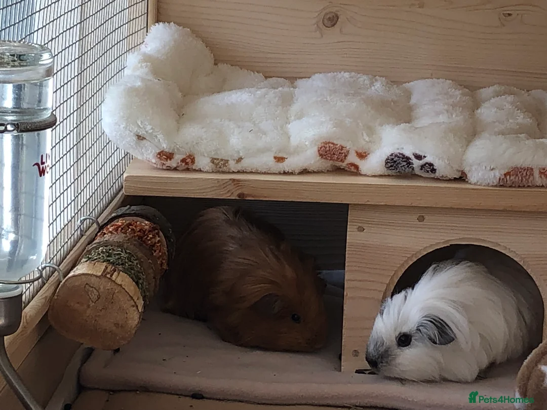 Guinea Pig rodents for sale: 2 lovely sows - Advert 2