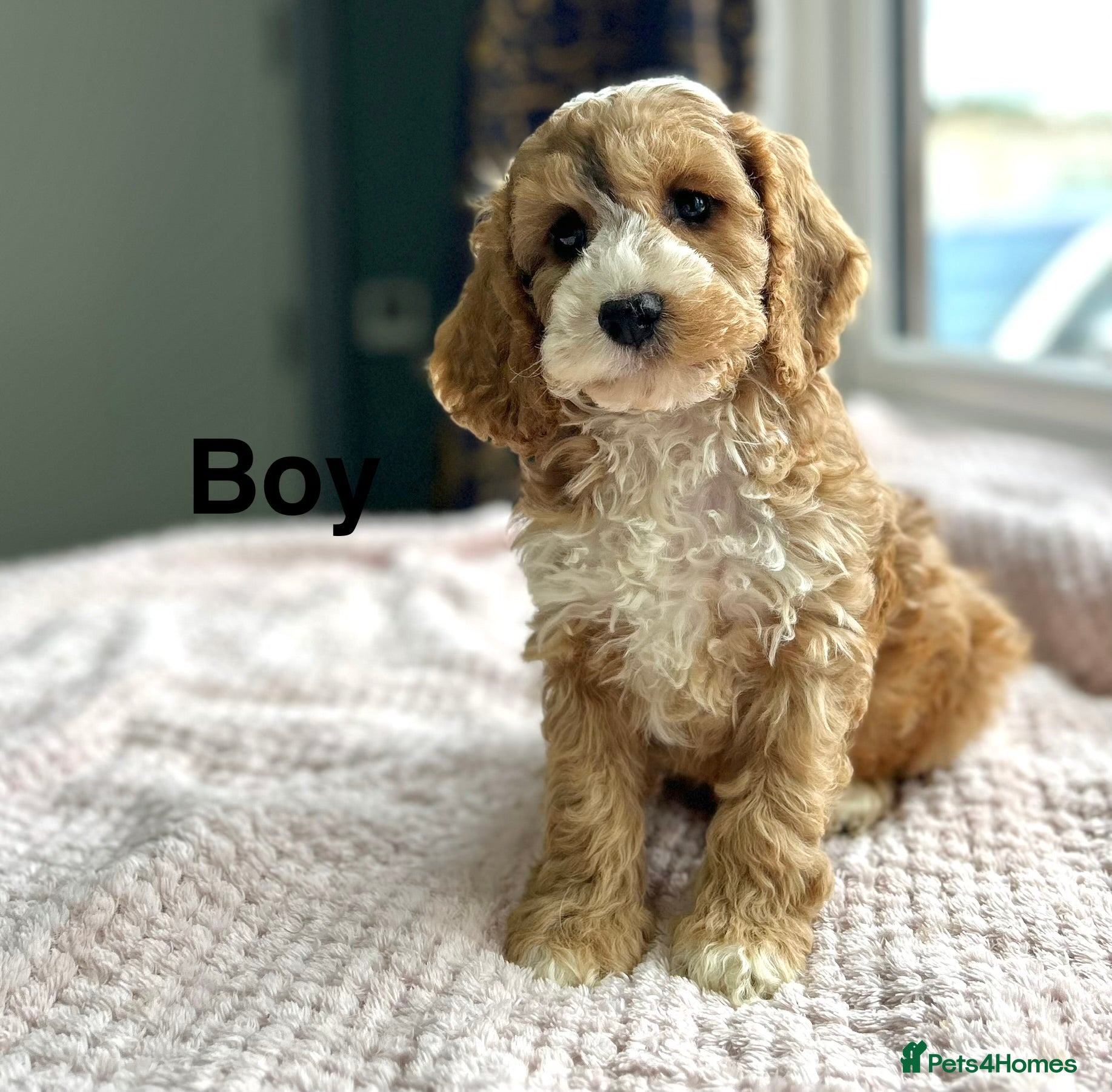 Cockapoo dogs for sale: F1 cockapoos  - Advert 1