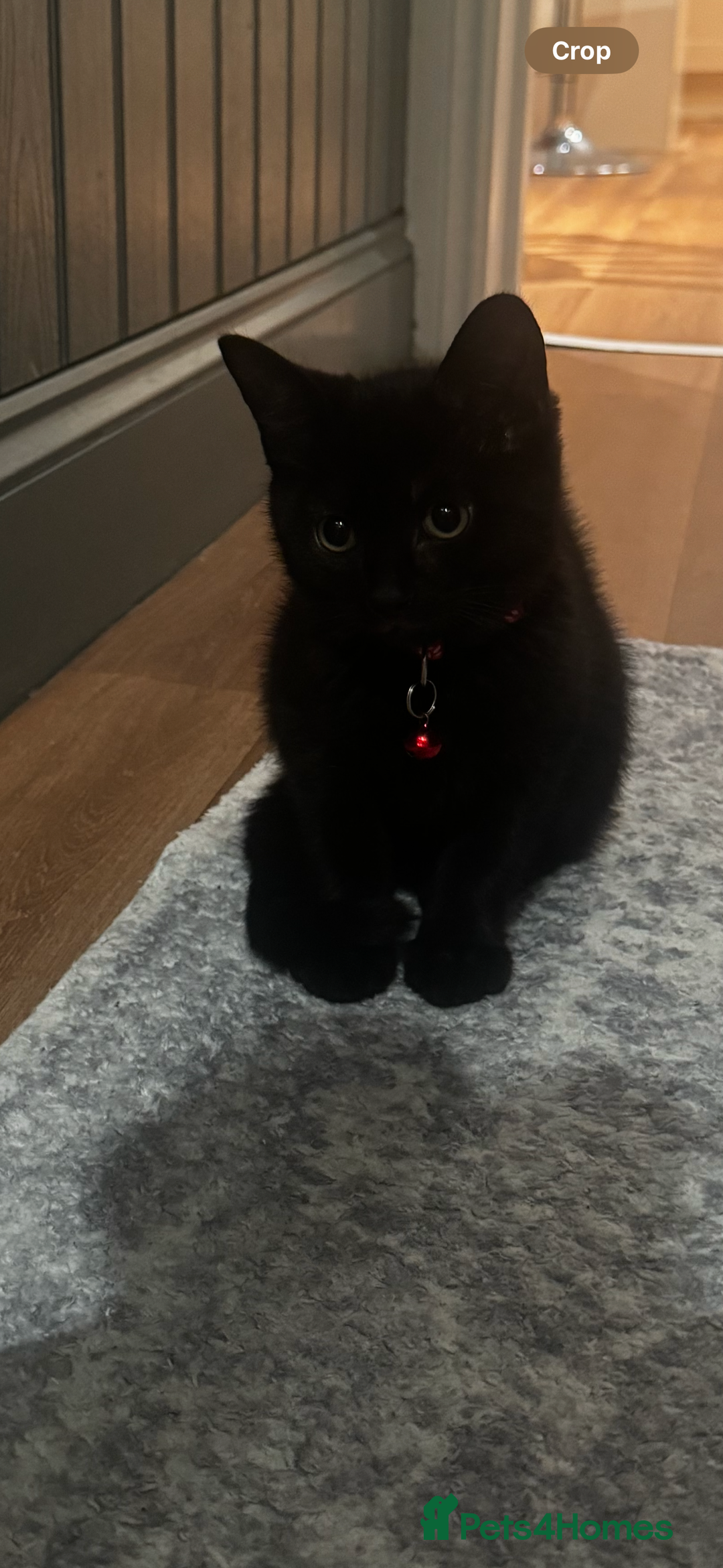 Mixed Breed cats for sale: 12-Week-Old Kittens Ready for Their Forever Homes - Image 4