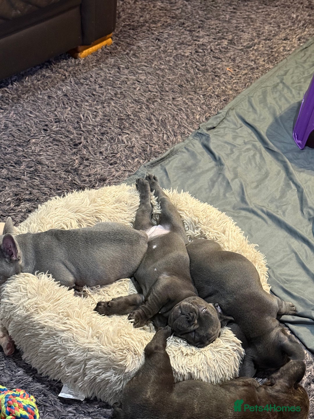 French Bulldog dogs for sale: Frenchie puppies for forever homes  - Advert 6