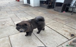 Chow Chow dogs for sale: Blue Chow Chow Female - Image 17