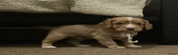 Cocker Spaniel dogs for sale: Last female Pup KC reg WCS - Advert 4