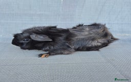 Guinea Pig rodents for sale: Female guinea pigs both sisters - Image 2