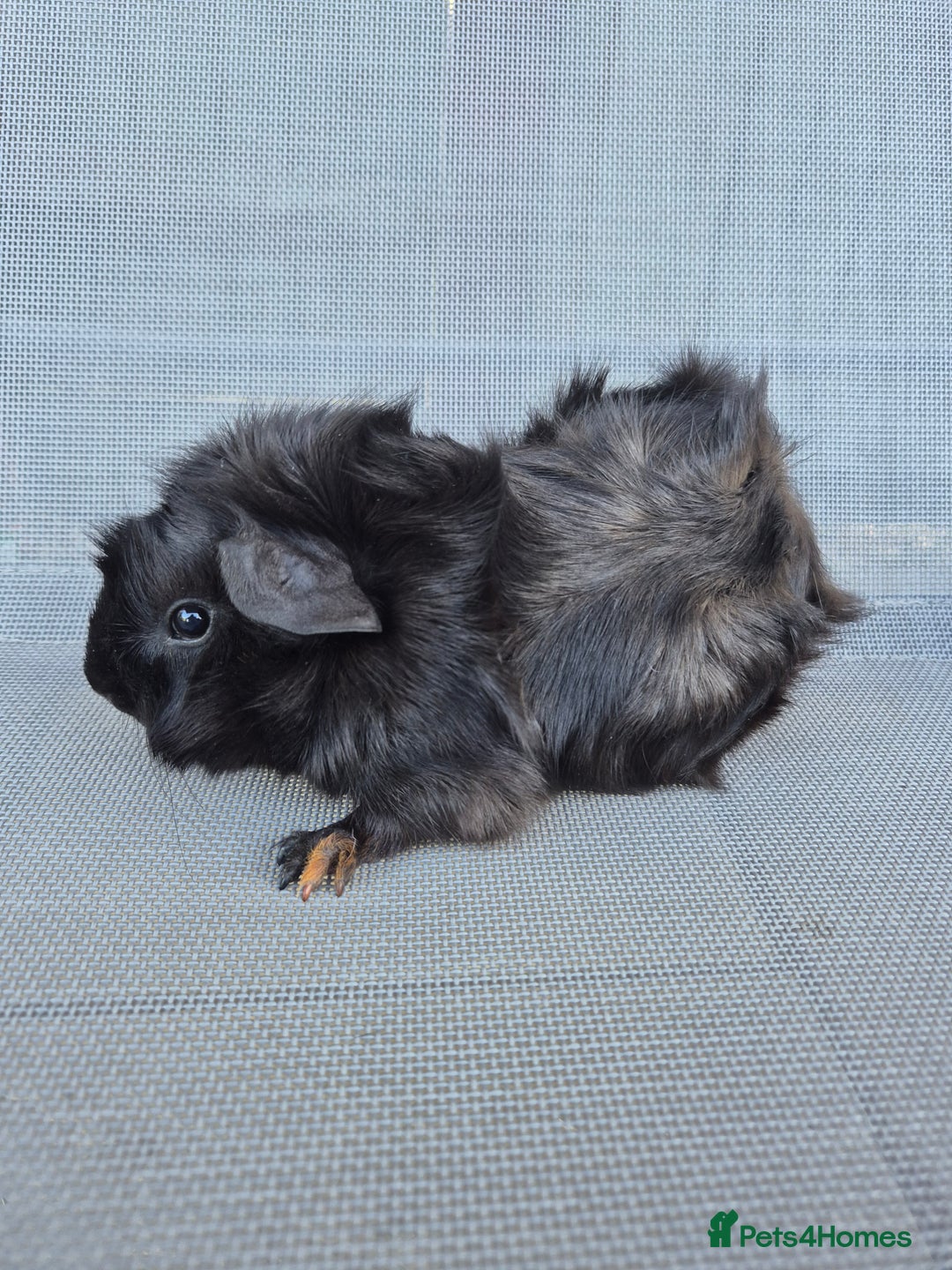 Guinea Pig rodents for sale: Female guinea pigs both sisters - Image 2