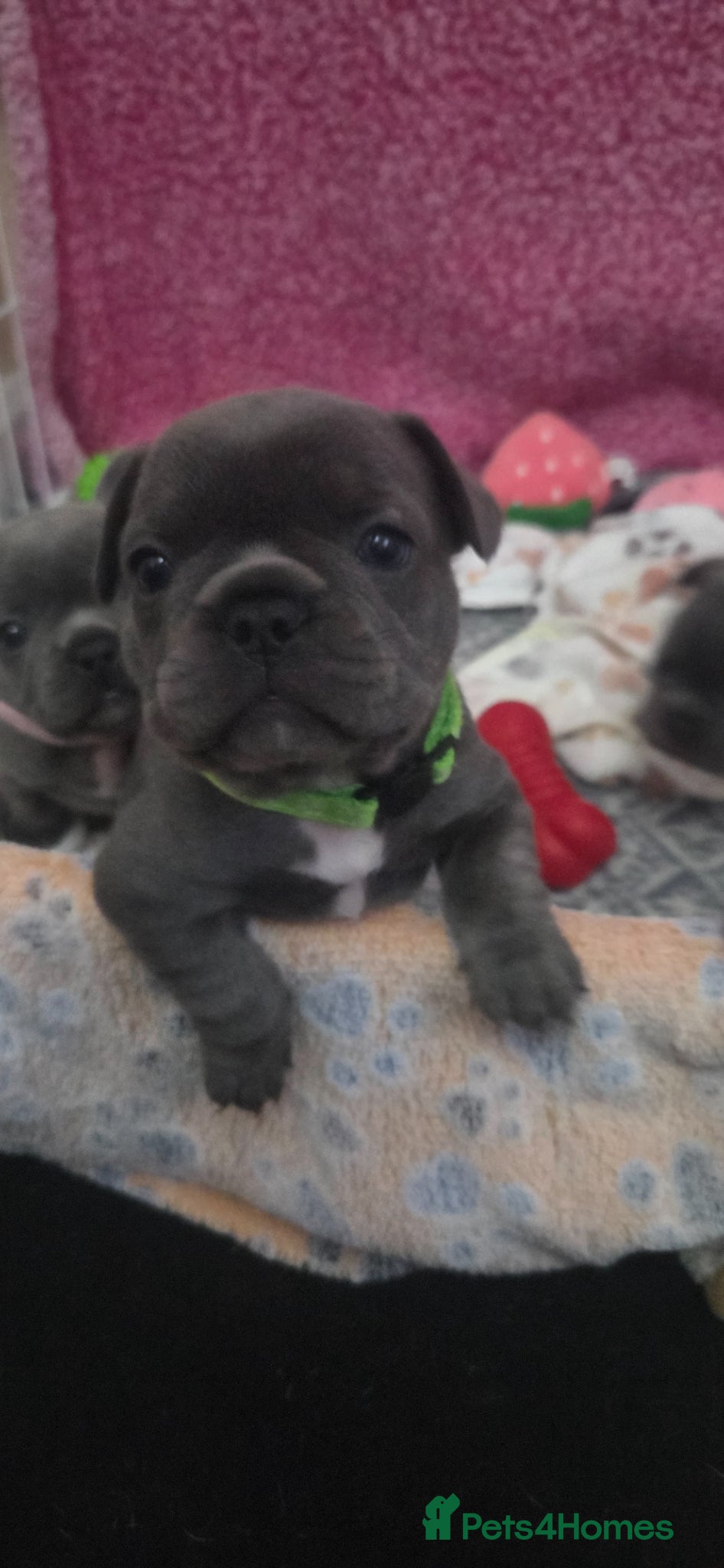 French Bulldog dogs for sale: French bulldogs - Advert 4