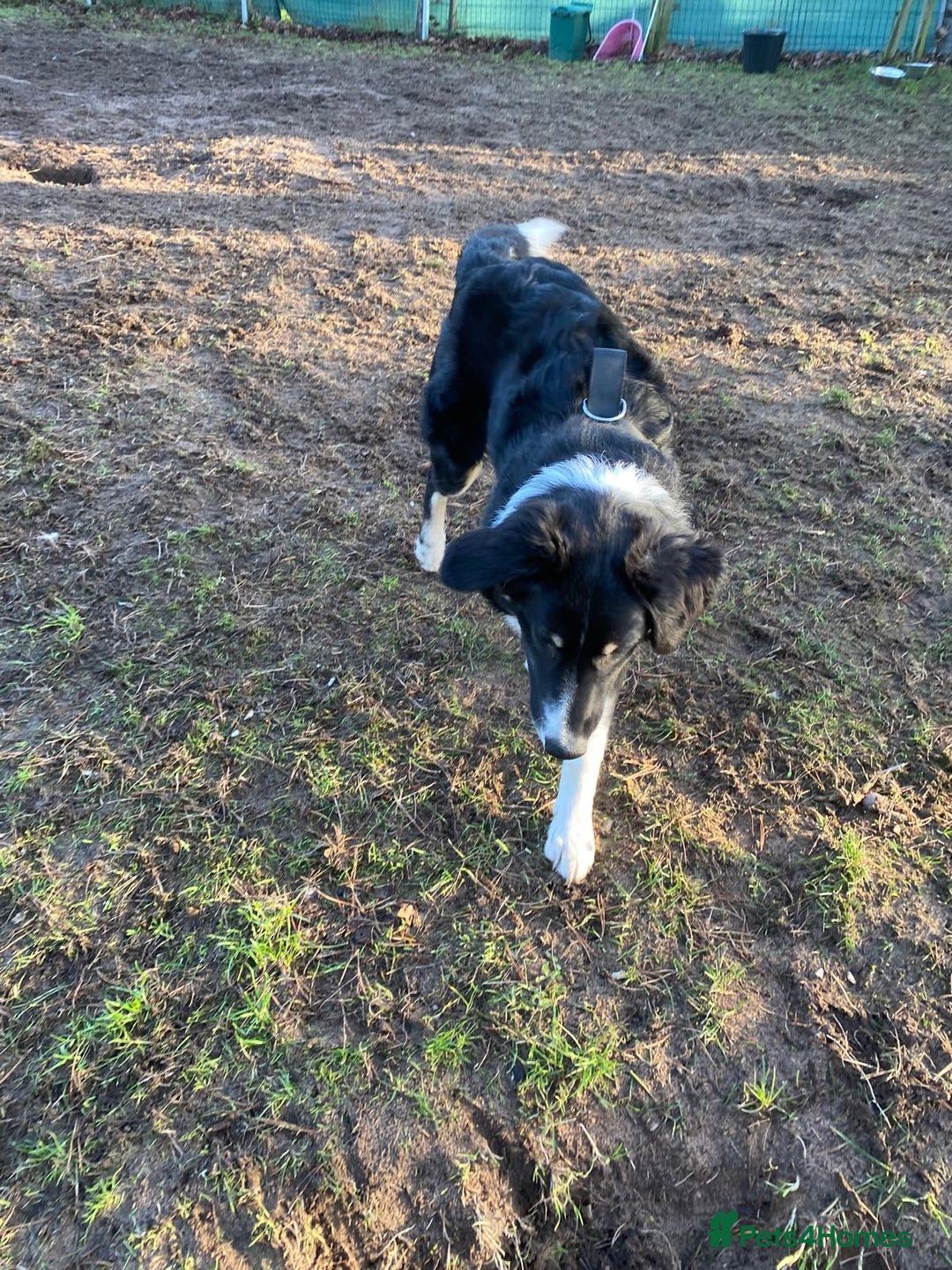 Mixed Breed dogs for adoption: 🐾 Meet WOODY 🐾  He's ready for a Loving Family - Advert 11