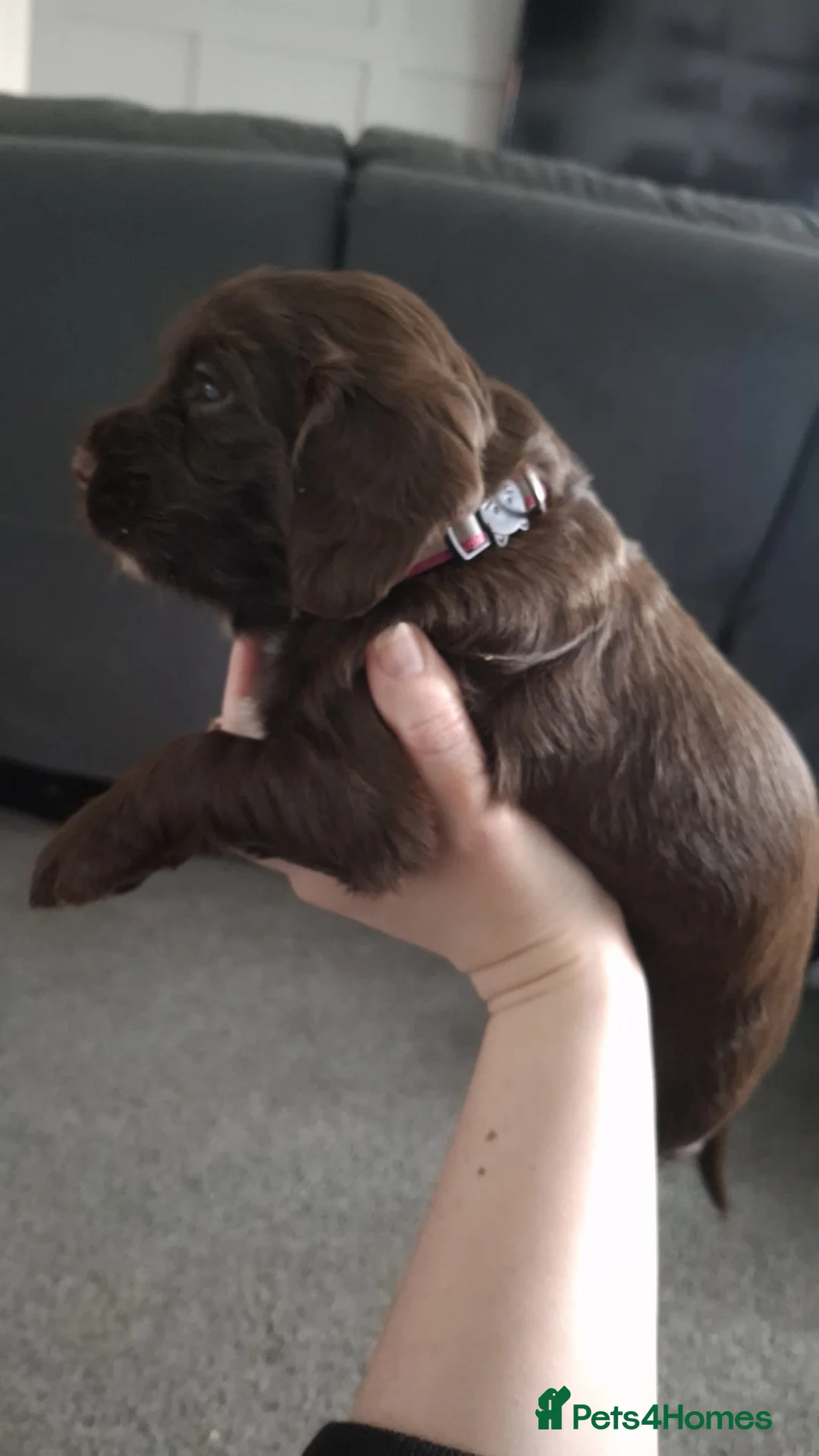 Cocker Spaniel dogs for sale: Cocker spaniel bitches  in Redcar - Advert 7