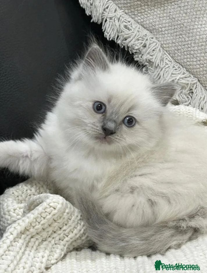 Ragdoll cats Blue tip ragdolls  - Advert 1