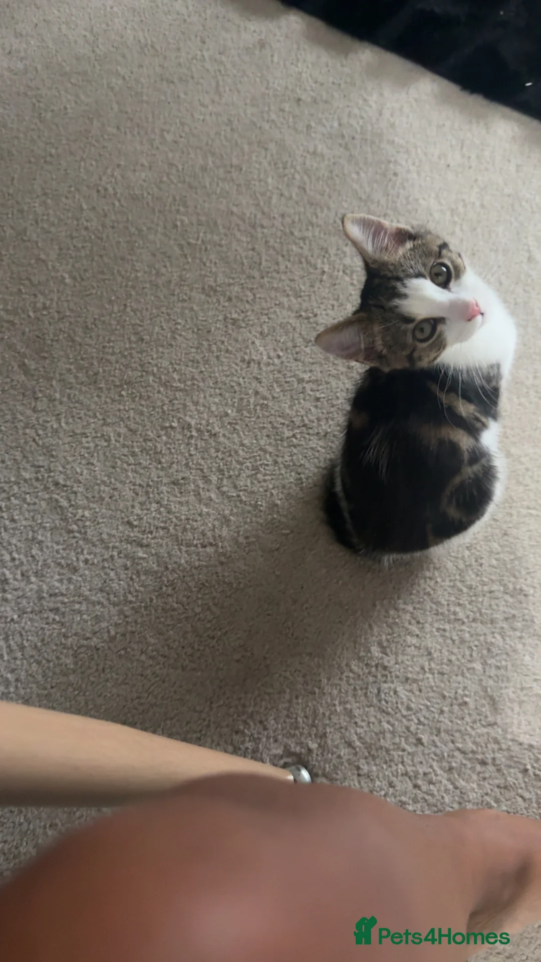 British Shorthair cats for sale: Male kitten (4 months old)  - Advert 3