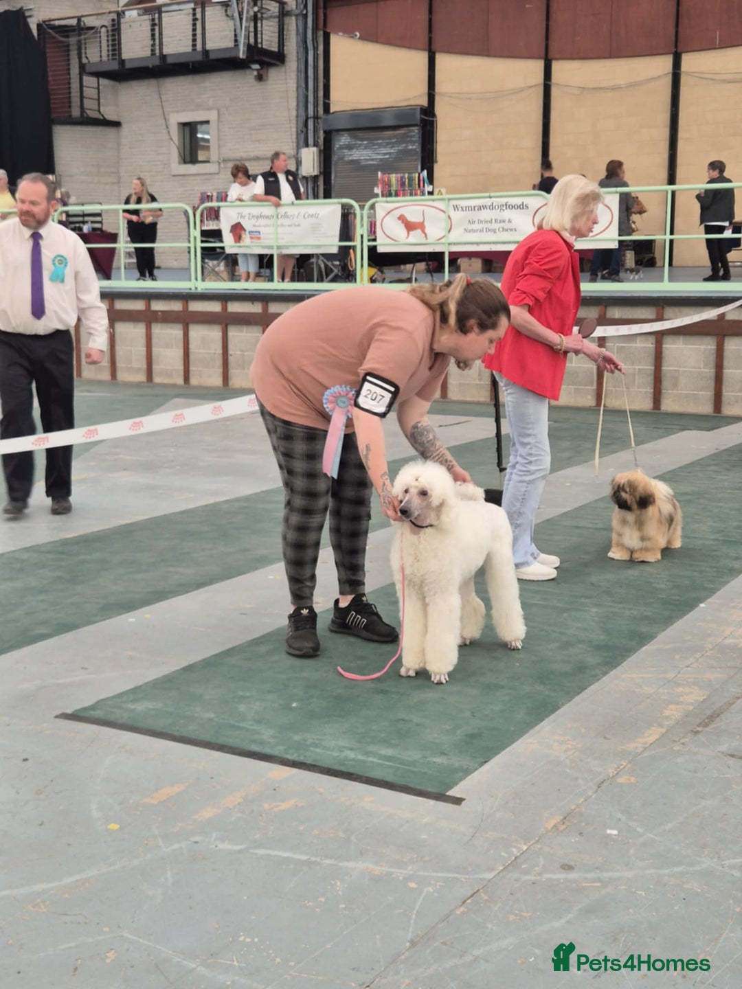 Standard Poodle dogs for stud: Standard Poodle Stud  in Shrewsbury - Image 17