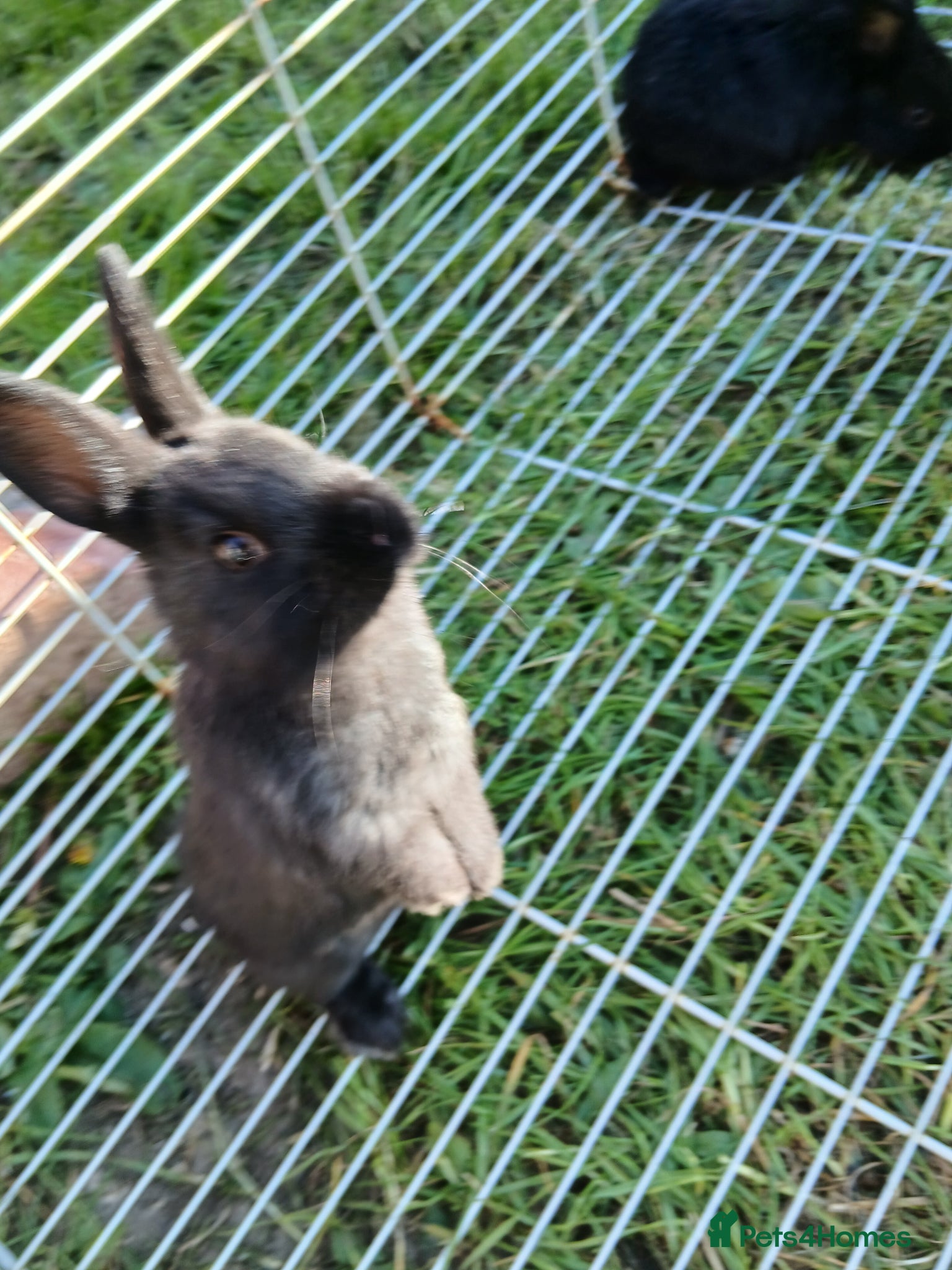 Mixed Breed rabbits Baby rabbits  - Advert 1