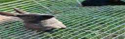 Mixed Breed rabbits for sale: Baby rabbits  - Advert 1