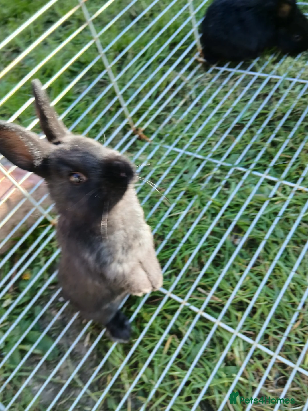Mixed Breed rabbits for sale: Baby rabbits  - Advert 1