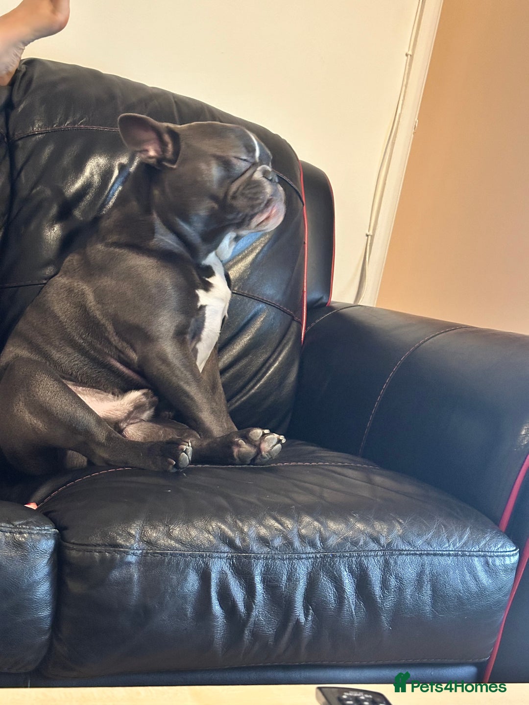 French Bulldog dogs for stud: Handsome Male Frenchie First Time Stud - Image 3