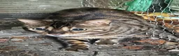 Bengal cats for sale: Bengal cat in Manchester - Advert 4