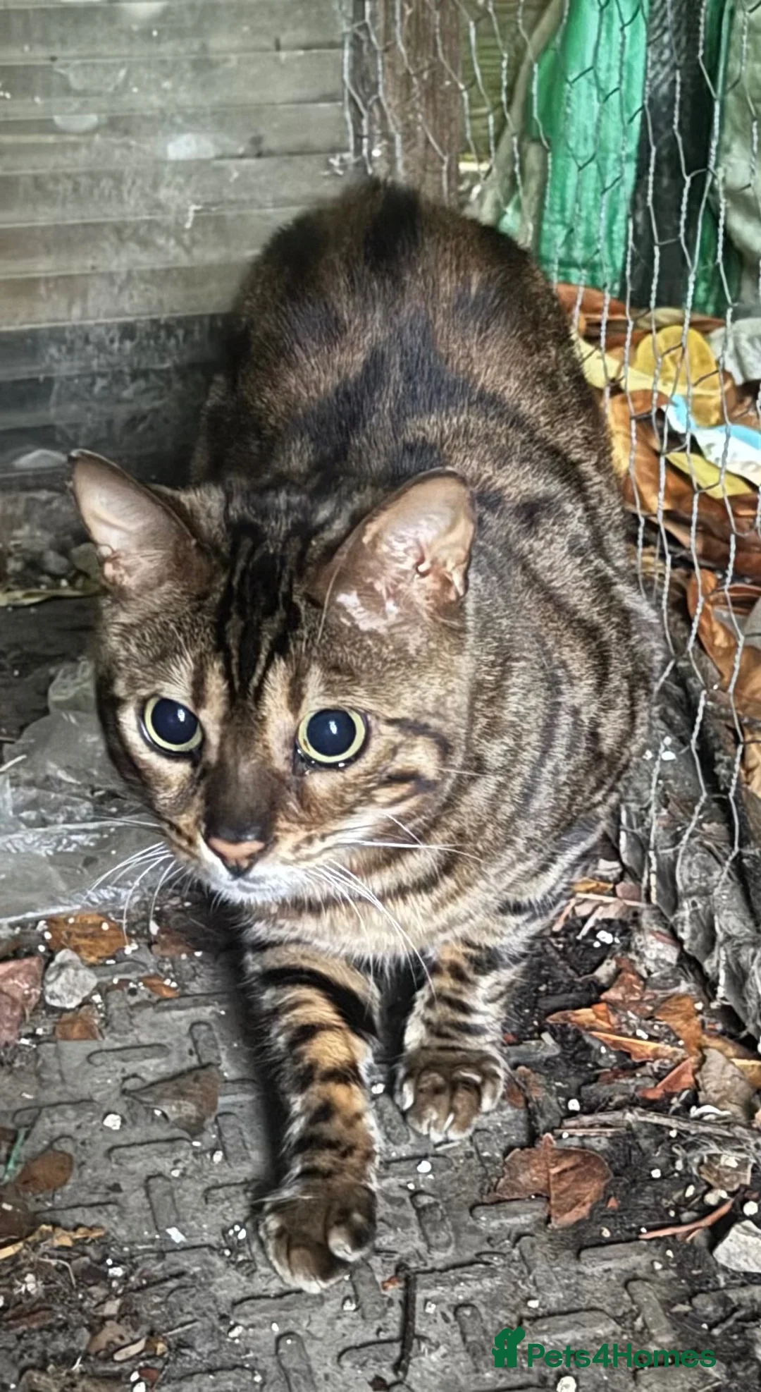 Bengal cats for sale: Bengal cat in Manchester - Advert 4