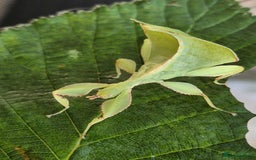 Stick Insects invertebrates for sale: Leaf insect nymphs (Phyllium philippicunum) - Image 1