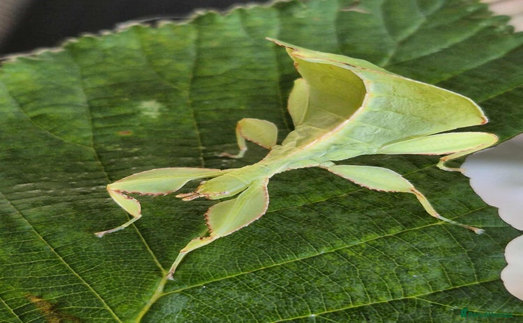 Stick Insects invertebrates - Advert 1