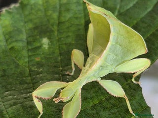 Stick Insects invertebrates - Advert 12