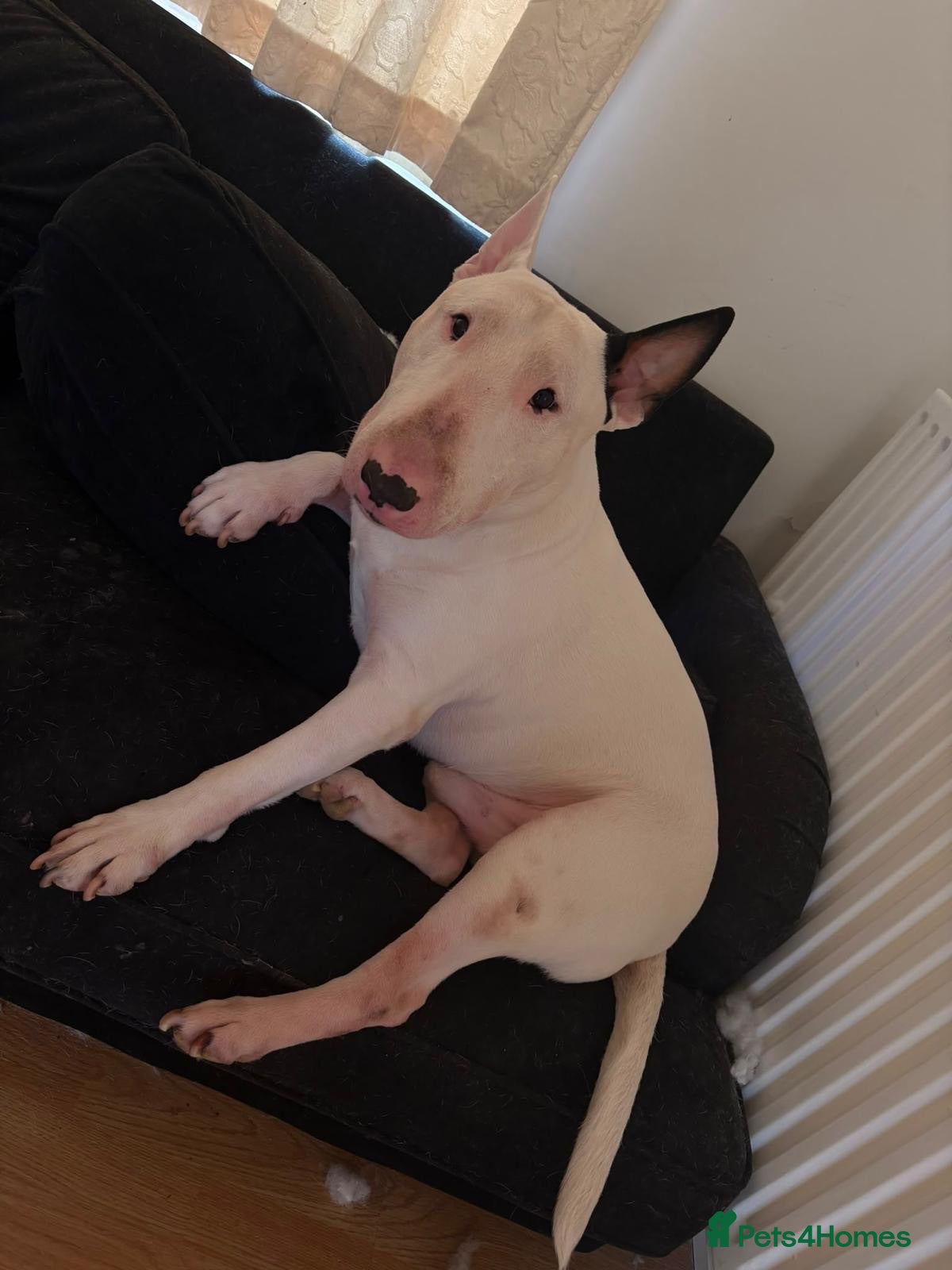 English Bull Terrier dogs Loving, happy young boy with lots of love to give - Advert 13