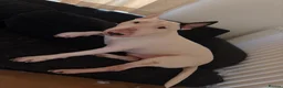 English Bull Terrier dogs for sale: Loving, happy young boy with lots of love to give in Addlestone - Advert 1