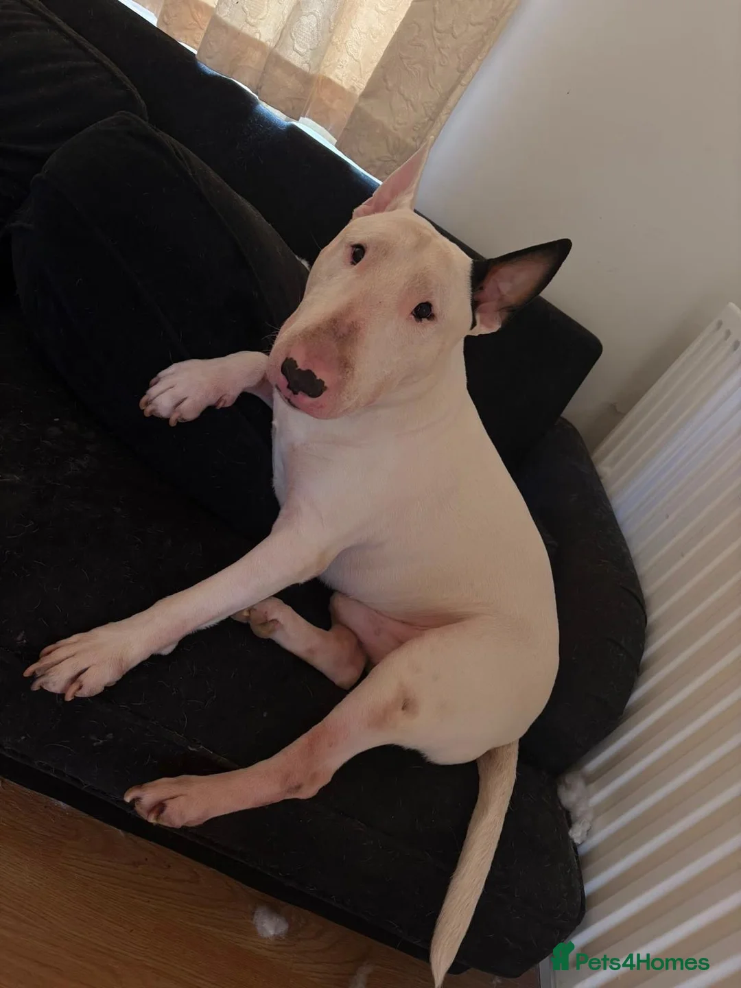 English Bull Terrier dogs for sale: Loving, happy young boy with lots of love to give in Addlestone - Advert 1