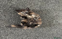 Mixed Breed cats for sale: Beautiful Kittens Looking for a Loving Home - Image 2