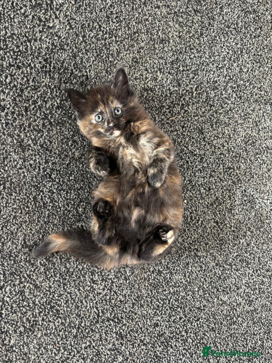 Mixed Breed cats for sale: Beautiful Kittens Looking for a Loving Home - Image 2