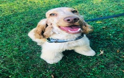 Cocker Spaniel dogs for sale: 🧡🤎 Show Cocker Spaniel Puppies For Sale - Image 10