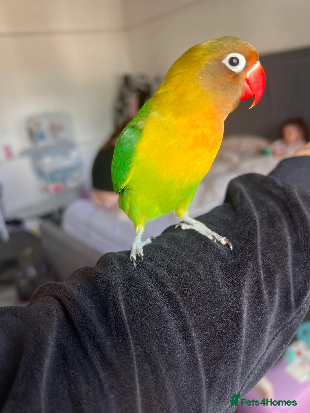 Lovebirds birds for sale: Beautiful silly tame Fischer love bird  - Advert 3